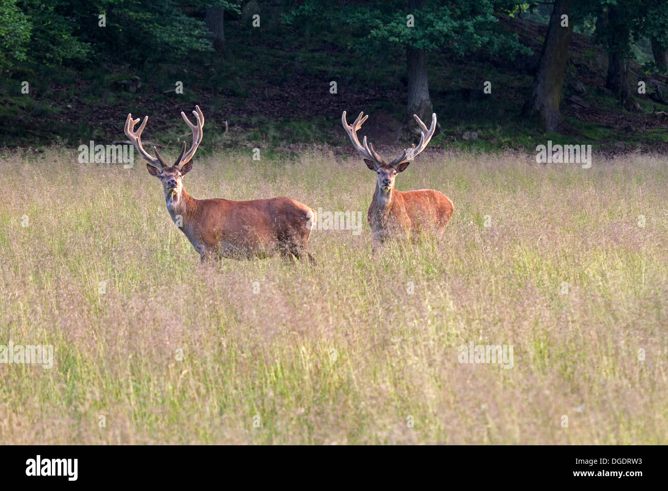 Red Deer (Cervus elaphus) Stock Photo