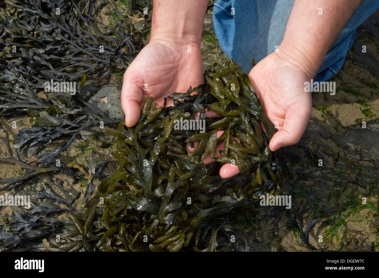 Edible seaweeds uk hires stock photography and images Alamy