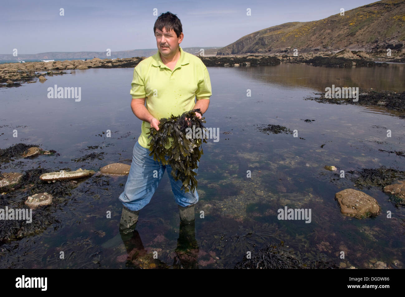 Professional forager,Craig Evans,collecting edible seaweed on Newgale ...