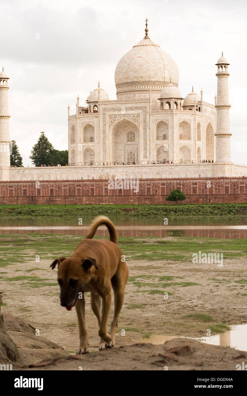 The Taj Mahal in Agra, India. A dog walks by the river bank Stock Photo