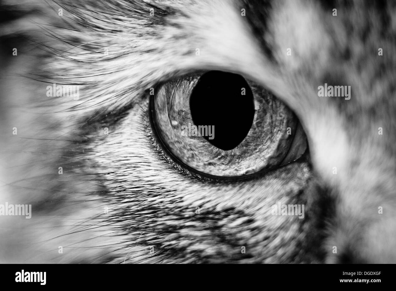 Dilated Black and White Stock Photos & Images Alamy