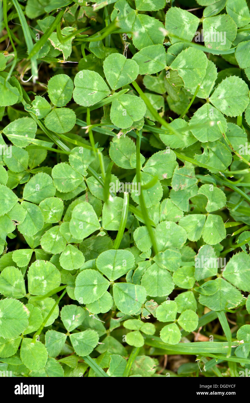 Clover growing on lawn Stock Photo Alamy