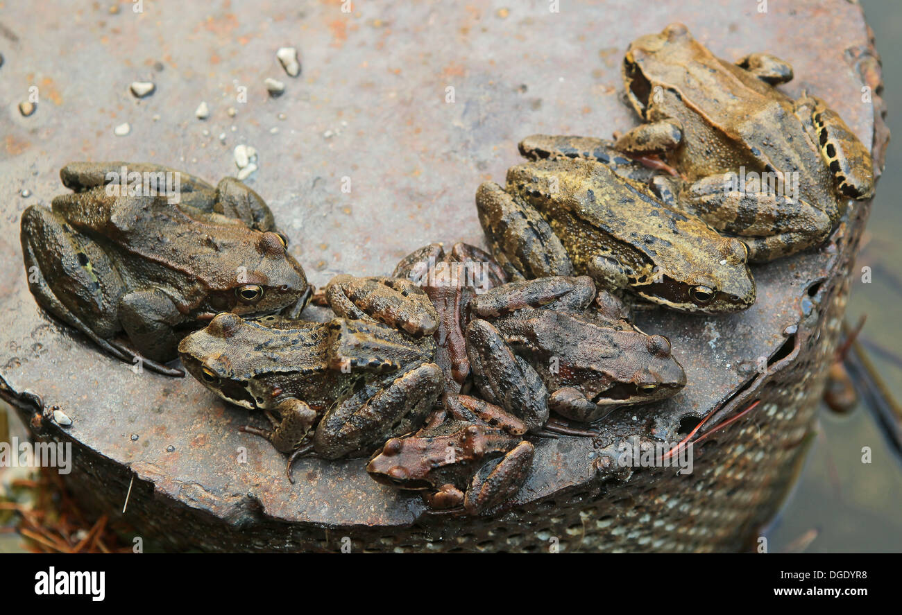 Group Of Toads Hi-res Stock Photography And Images - Alamy