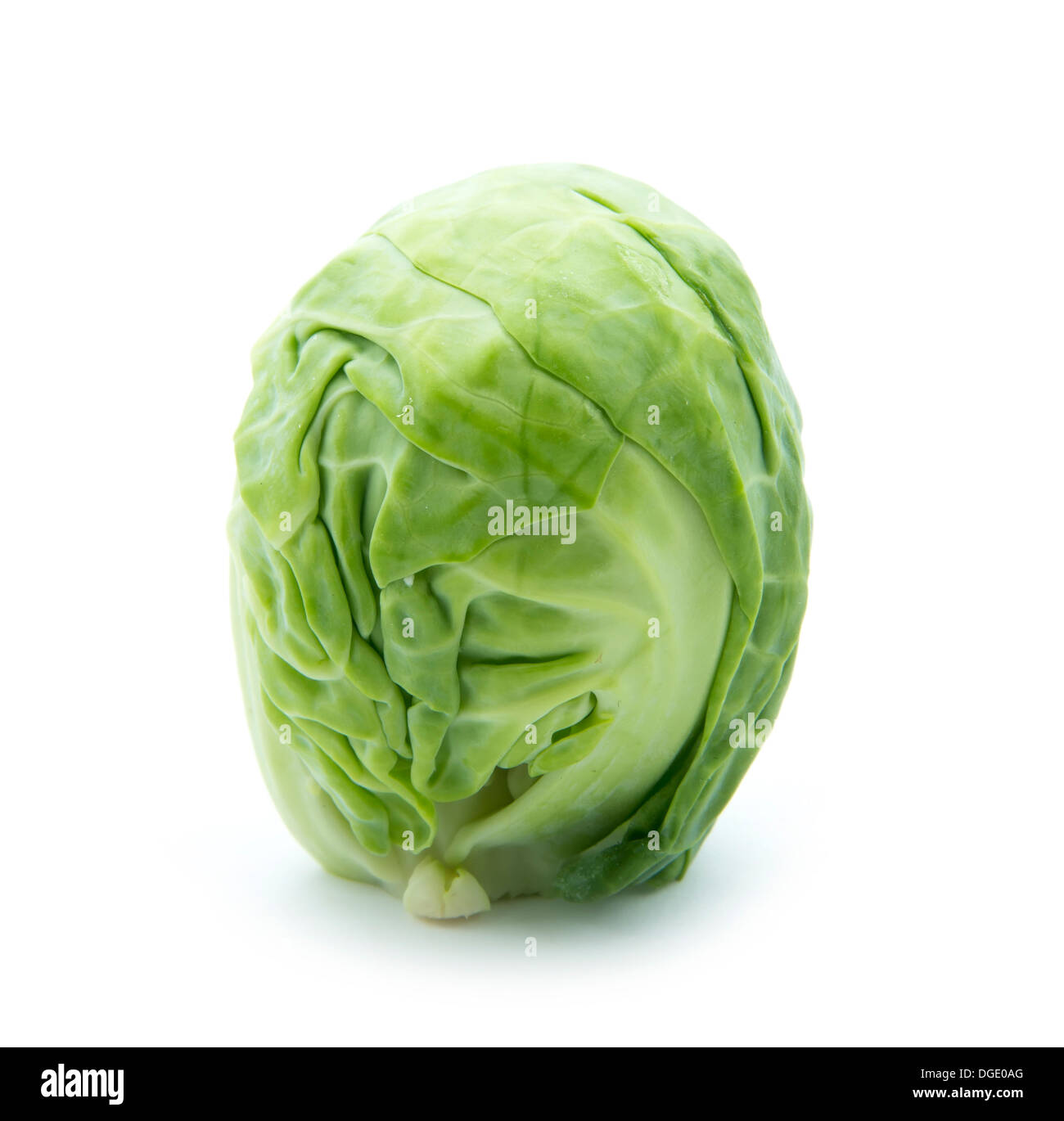 brussels sprout isolated on white background Stock Photo