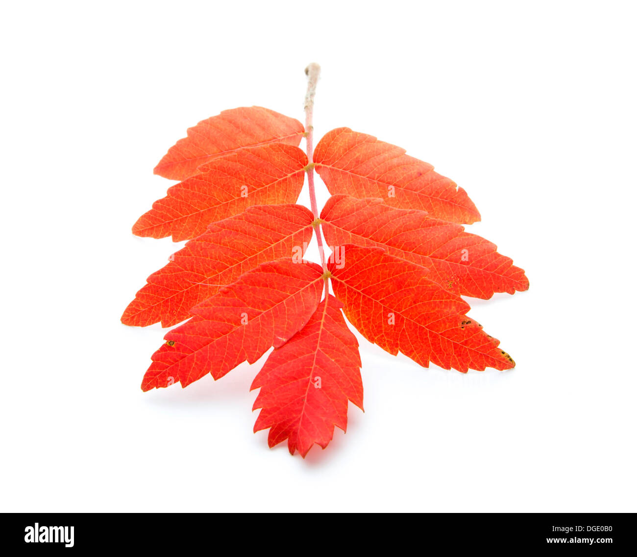 red autumn leaf isoated on white background Stock Photo - Alamy