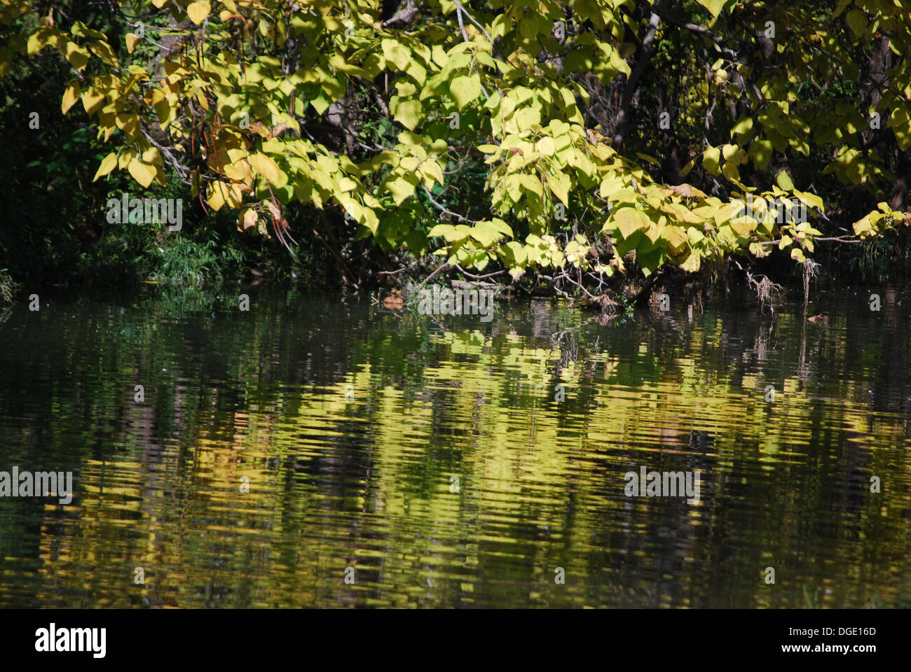 Wood corp park hi-res stock photography and images - Alamy