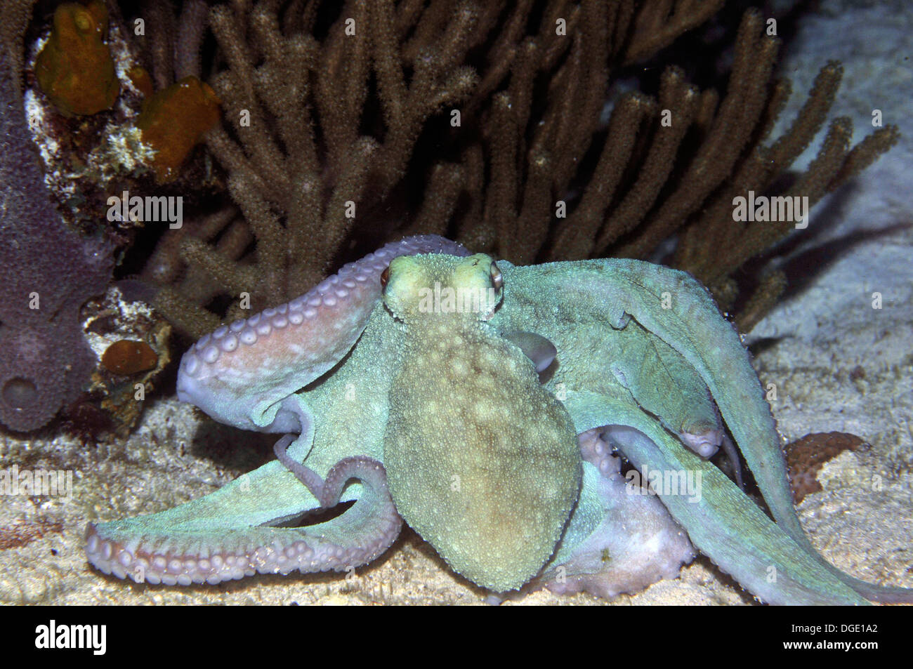 Octopus, Octopus briareus, in a night dive at the Paradise Reef Stock