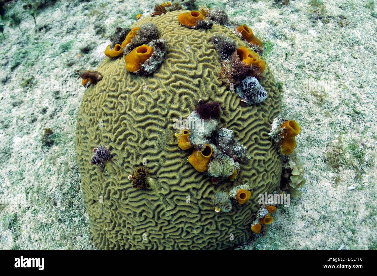 Brain coral, Faviidae family, with sponges and ascidians, Dzul-Ha reef, Cozumel, Mexico, Caribbean Stock Photo