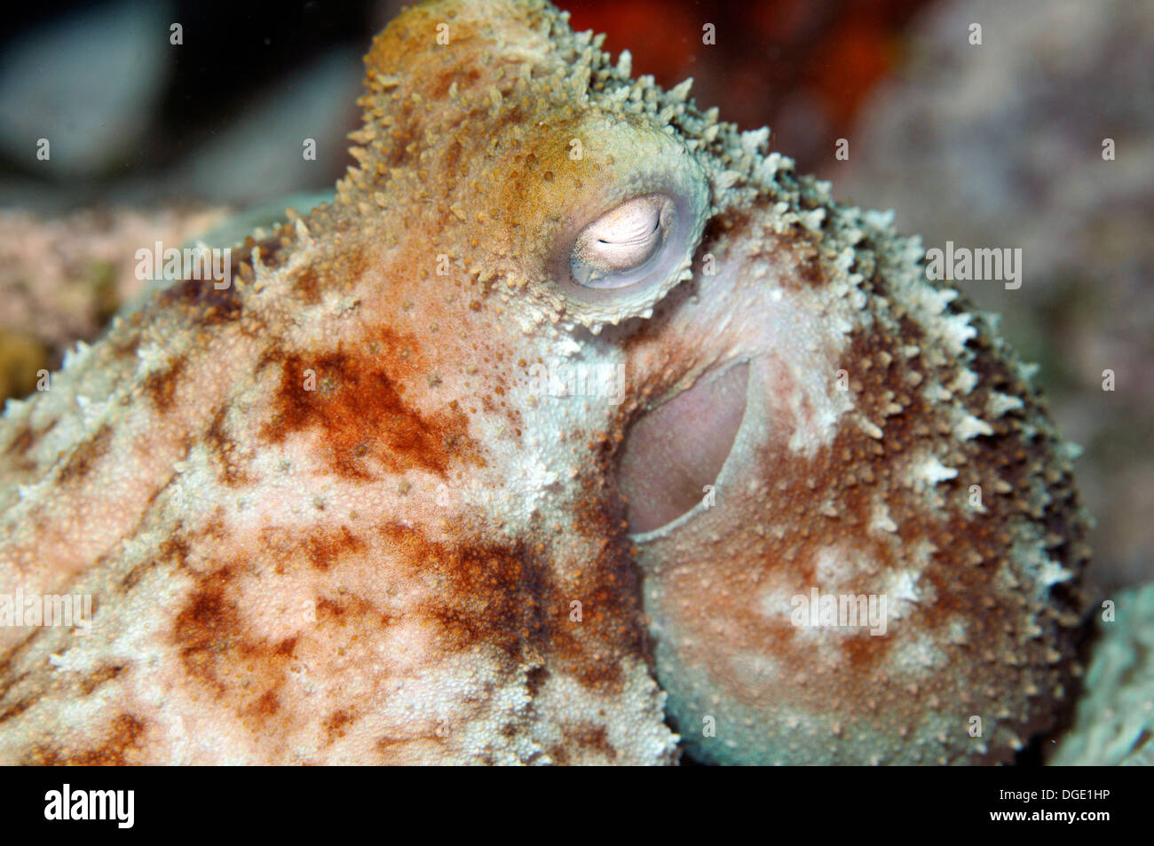 Octopus, Octopus briareus, in a night dive at the Paradise Reef, Cozumel, Mexico, Caribbean Sea Stock Photo