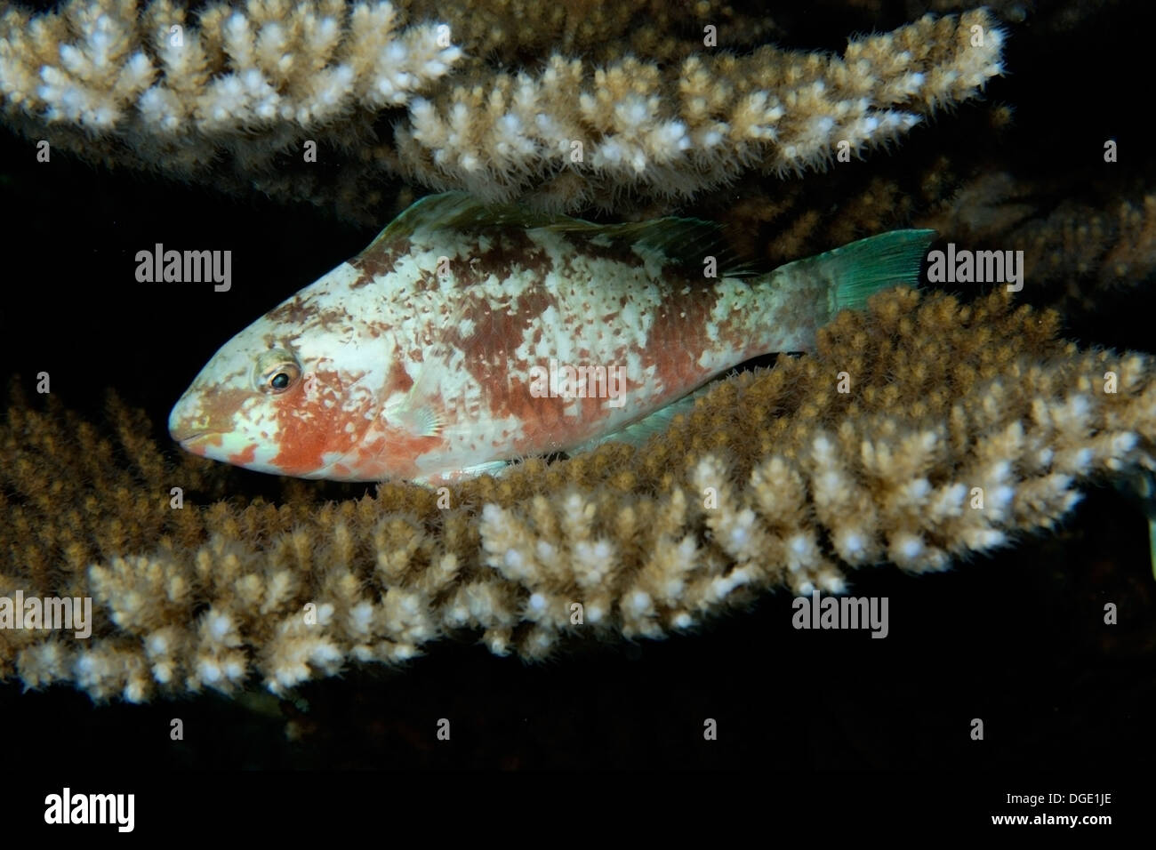 Parrotfish, Scarus sp., sleeping between Acropora coral plates, Rongelap, Marshall Islands, Micronesia Stock Photo