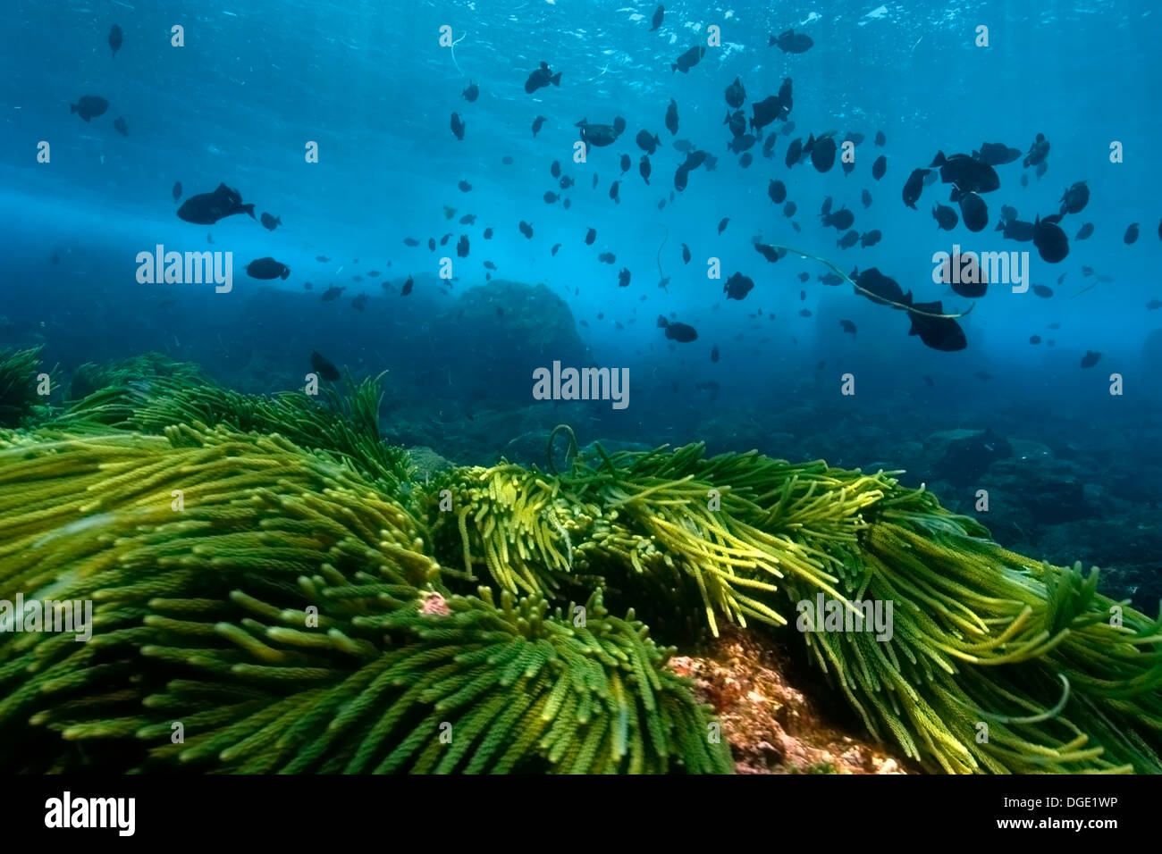 Green algae, Caulerpa racemosa and black durgon, Melichthys niger, schooling, St. Peter and St. Paul's rocks, Brazil Stock Photo
