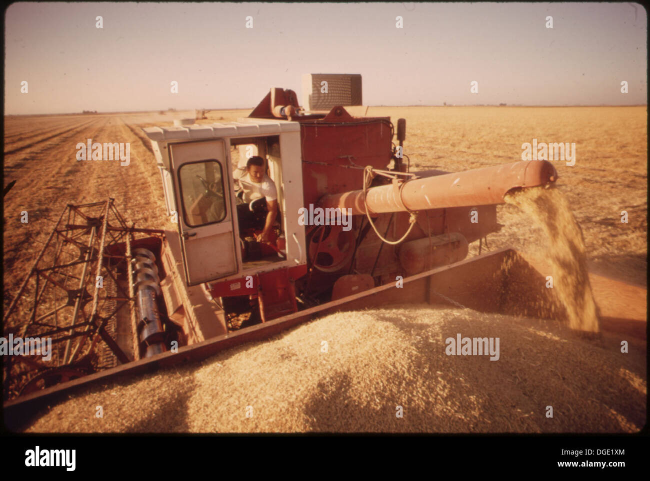 HARVESTING BARLEY GROWN IN THE IMPERIAL VALLEY 548981 Stock Photo Alamy