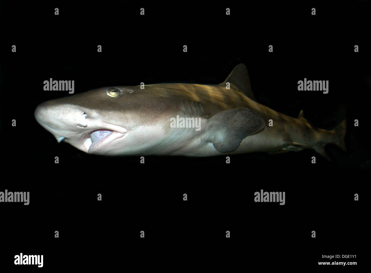 Banded hound shark, Triakis scyllium, northwest Pacific Ocean, captive. Stock Photo