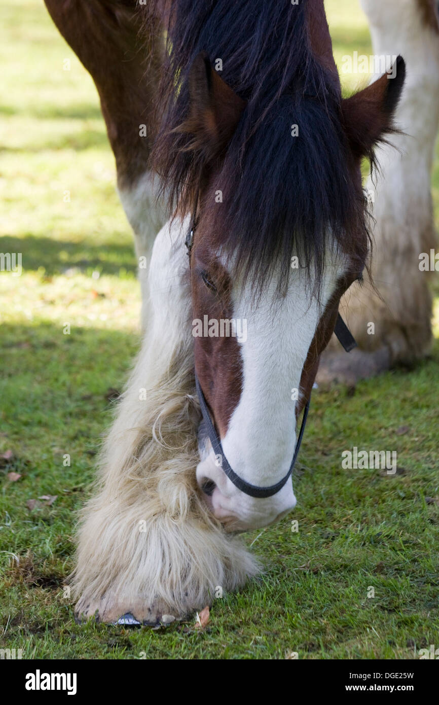 Shire Horse Scratching his Fetlock with his teeth Stock Photo