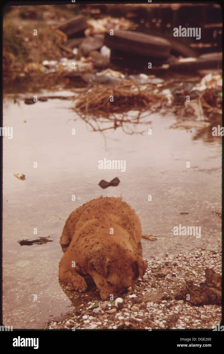 HIGHWAY 51 BETWEEN LAPLACE AND MANCHAC. DEAD DOG AT ILLEGAL DUMPING