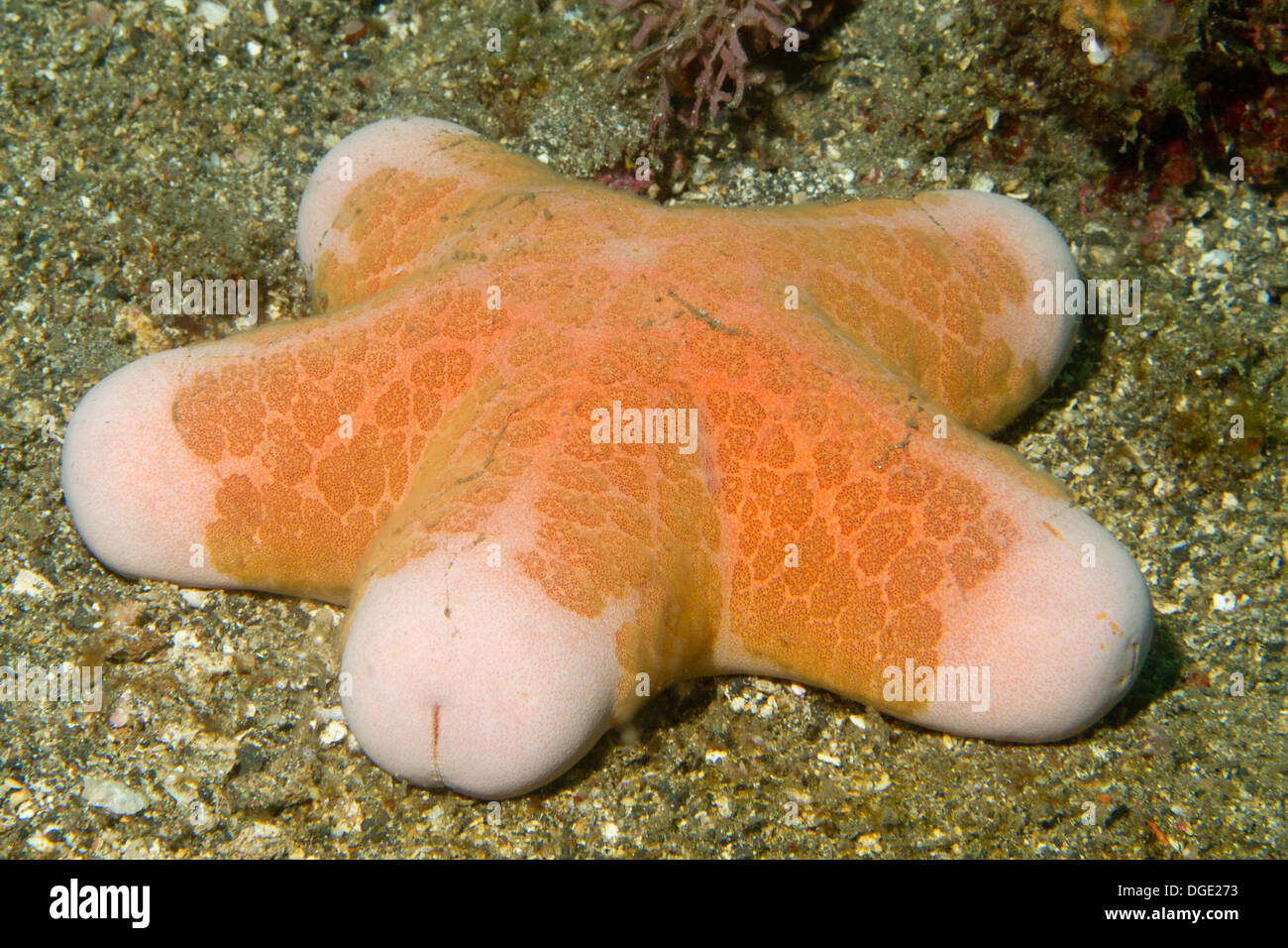 Granular Sea Star.(Choriaster granulatus).Lembeh Straits,Indonesia Stock Photo
