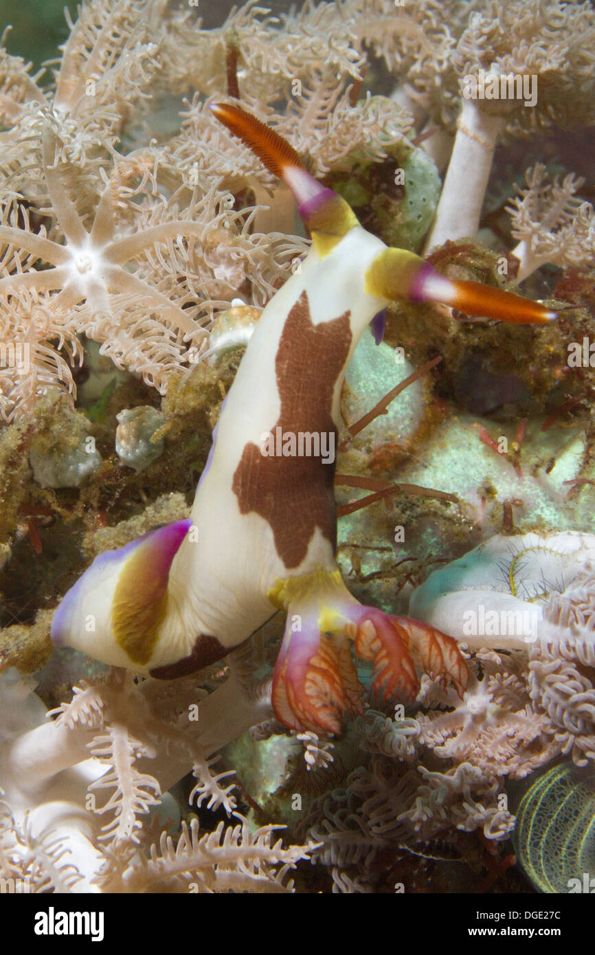Chamerlain's Nembrotha in Soft Coral.(Nembrotha chamberlaini).Lembeh Straits,Indonesia Stock Photo