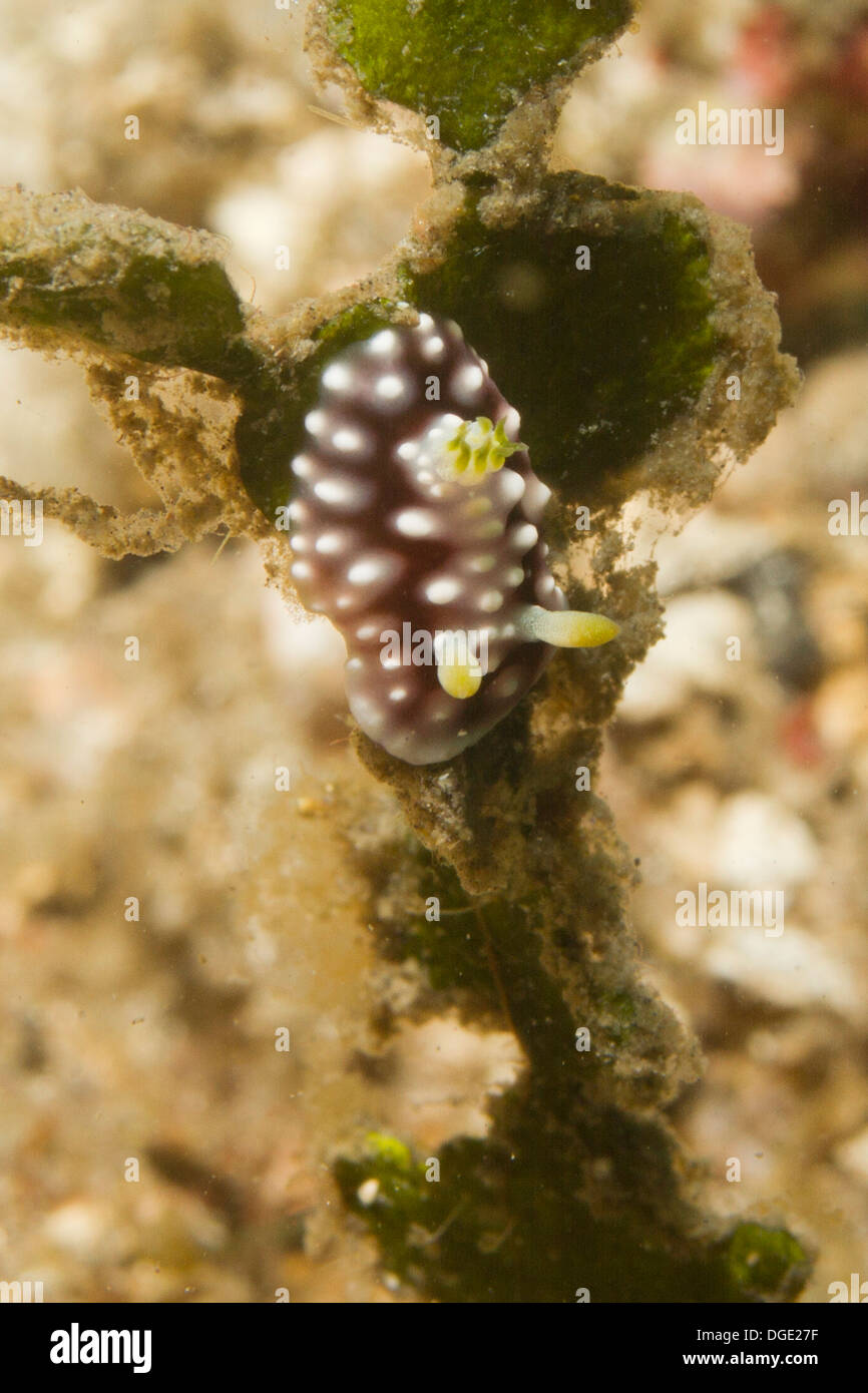Geometric Chromodoris Nudibranch on Halimeda Algae.(Chromodoris geometrica).Lembeh Straits,Indonesia Stock Photo