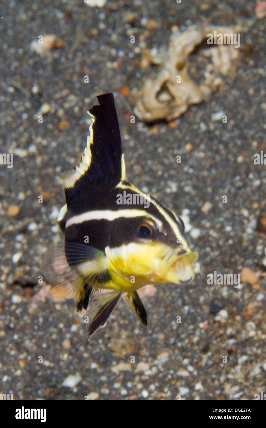 Silver Sweetlips in juvenile form.(Diagramma pictum).Lembeh Straits,Indonesia Stock Photo