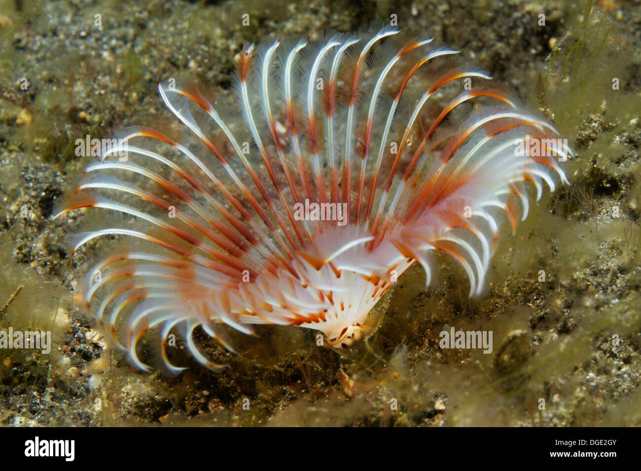 Feather duster worm hires stock photography and images Alamy