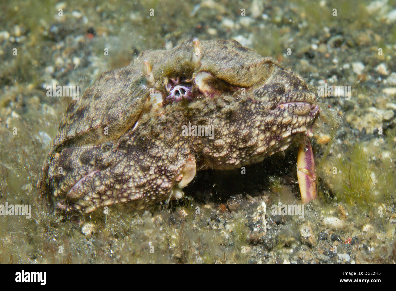 Long-Eyed Box Carb.(Calappa hepatica).Lembeh Straits,Indonesia Stock Photo