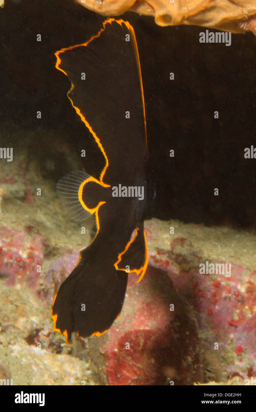 Pinnate Spadefish in juvenile form.(Platax pinnatus).Lembeh Straits,Indonesia Stock Photo