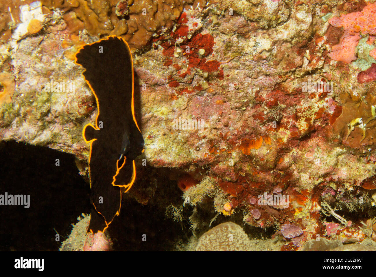 Pinnate Spadefish in juvenile form swims along coral wall.(Platax pinnatus).Lembeh Straits,Indonesia Stock Photo