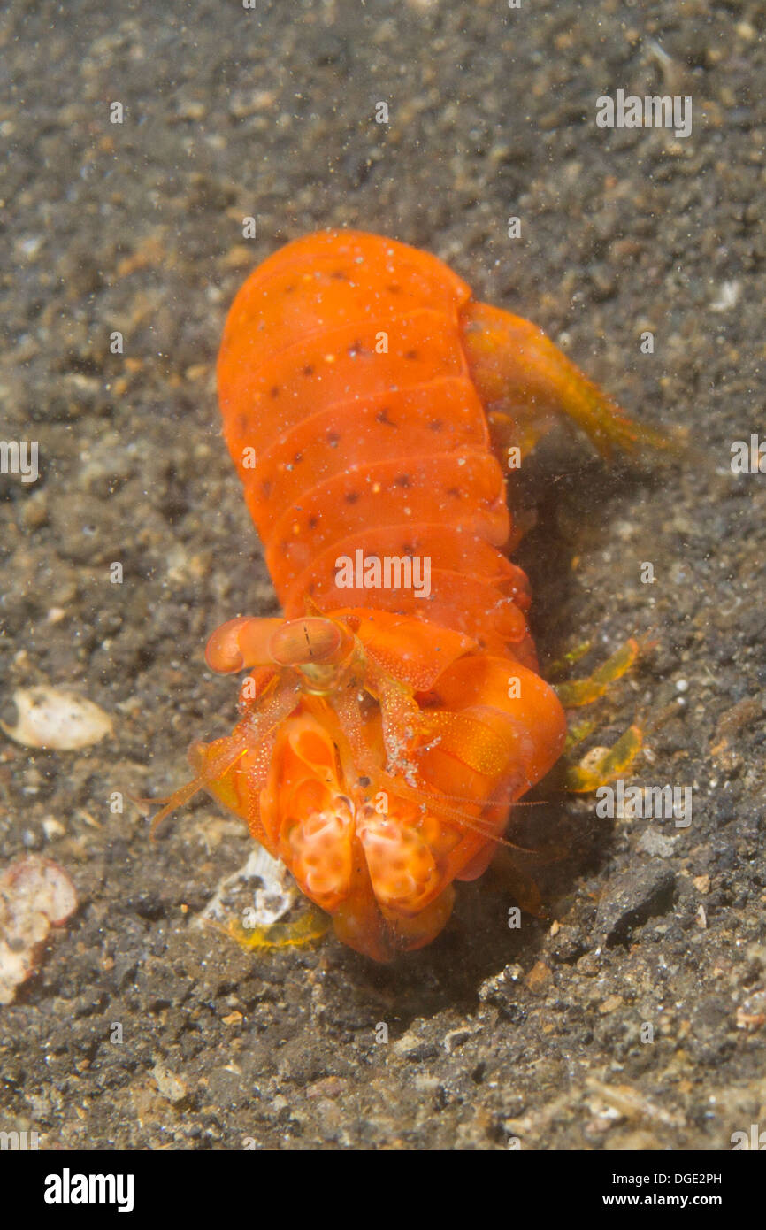 Mantis shrimp gonodactylaceus glabrous hi-res stock photography and