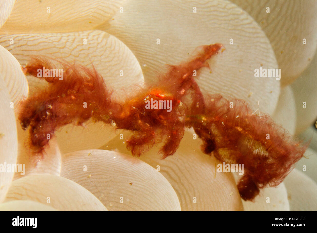 Orangutan Crab covered with fine hairs and debris lives in Bubble Coral.(Oncinopus sp.).Lembeh Straits,Indonesia Stock Photo