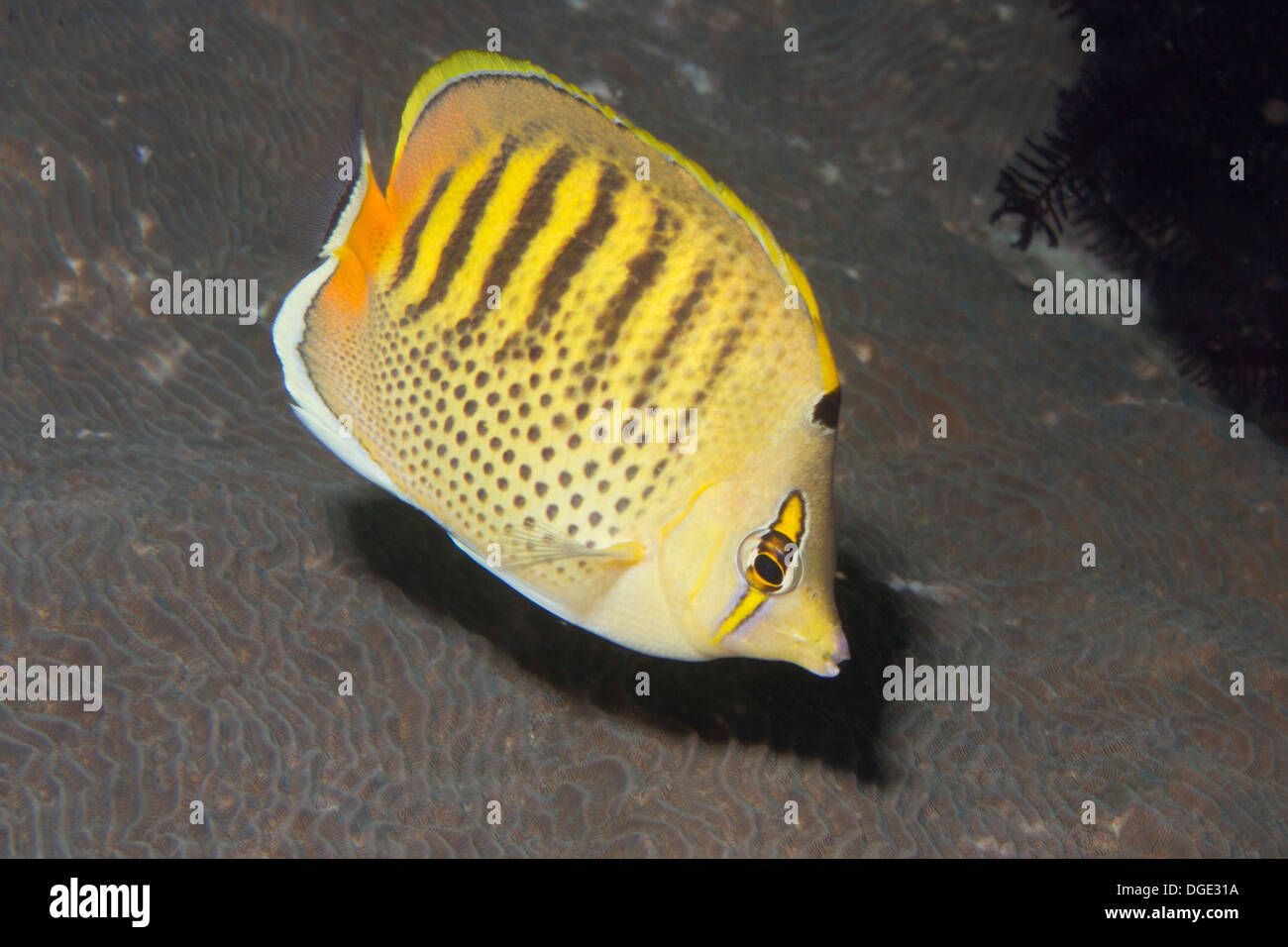 Spot-Banded Butterflyfish.(Chaetodon punctatofasciatus).Lembeh Straits,Indonesia Stock Photo
