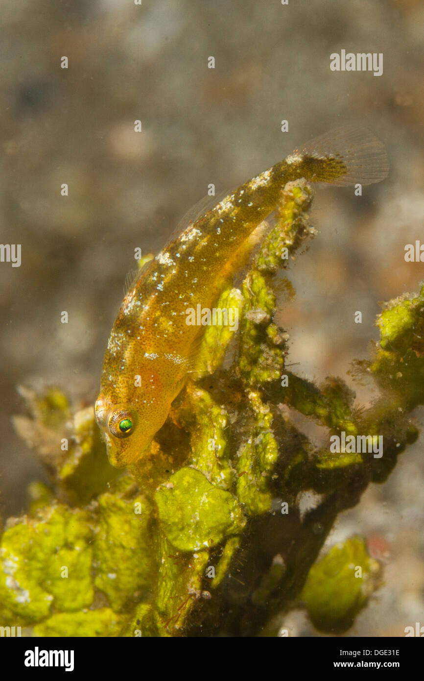 Common Ghost Goby on Halimeda Algae.(Pleurosicya mossambica 0n Halimeda sp.).Lembeh Straits,Indonesia Stock Photo
