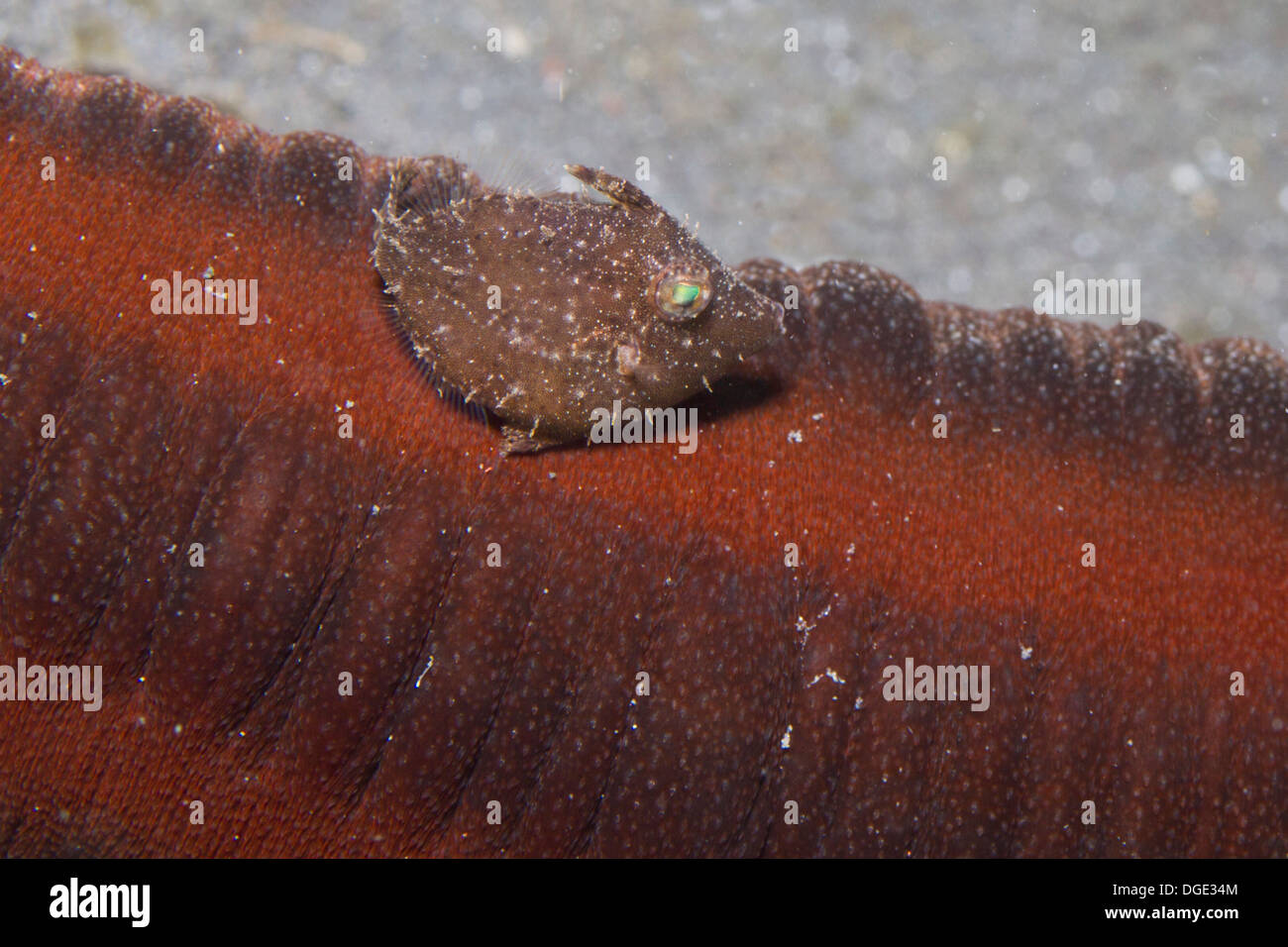 Tiny juvenile FIlefish tries to h ide by assuming the coloration and swimming near a Sea Cucumber.(Acreichthys sp.) Stock Photo