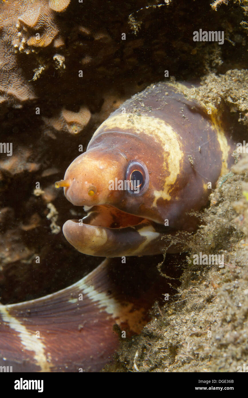 Young Barred Moray Eel closeup.(Echidna polyzona).Lembeh Straits