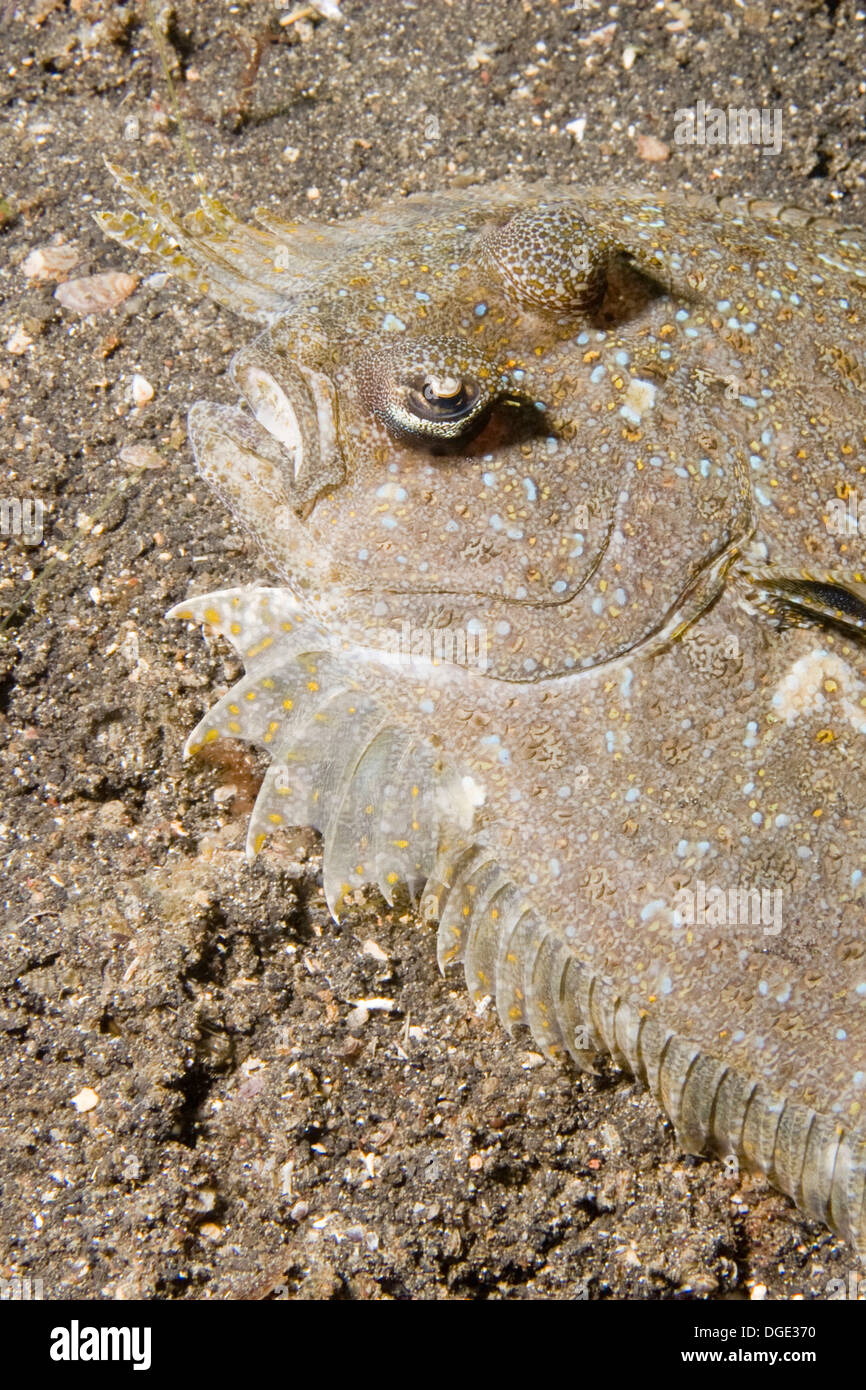 Flounder eyes hires stock photography and images Alamy