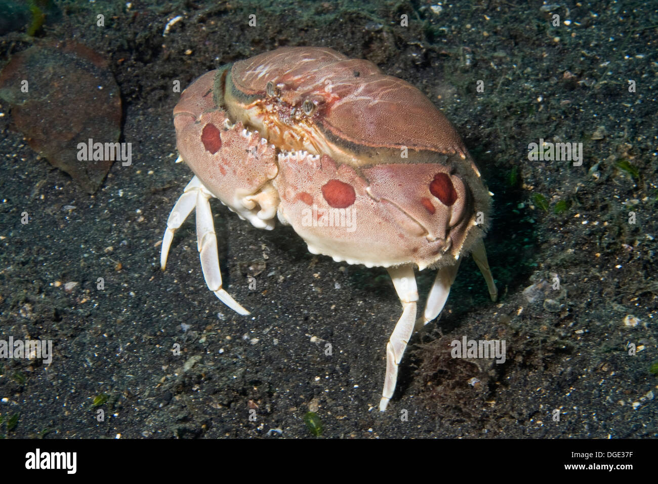 Spotted Box Crab.(Calappa philargius).Lembeh Straits, Indonesia Stock Photo