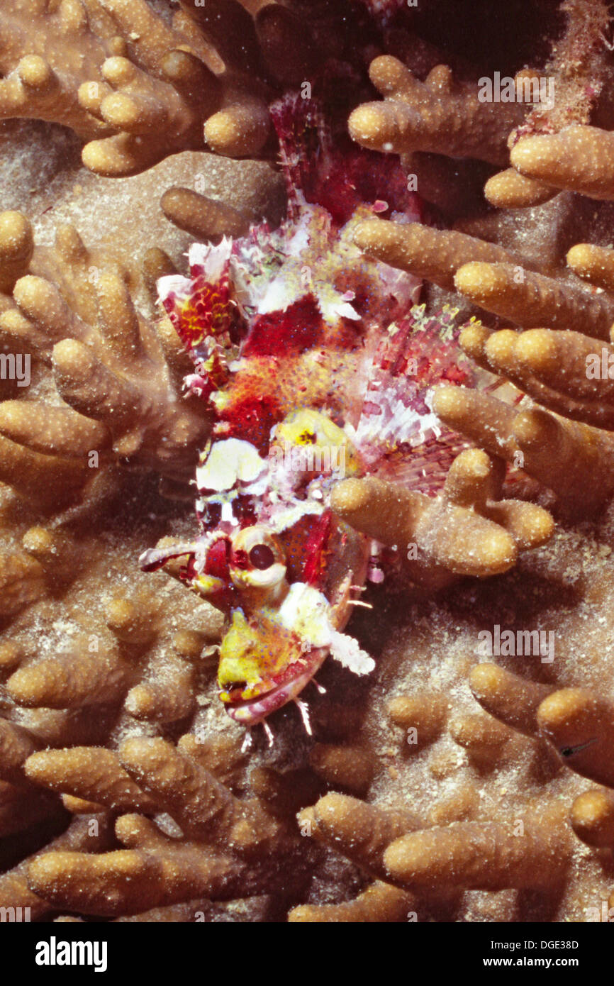 Tassled Scorpionfish.(Scorpaenopsis oxycephala).Lembeh Straits