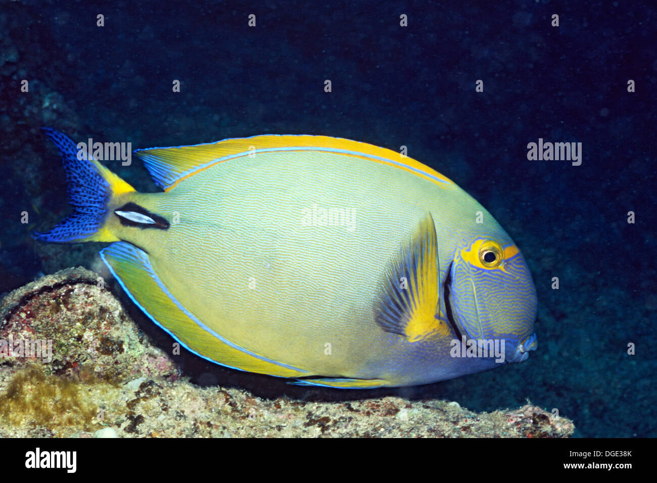 Eyestripe Surgeonfish.(Acanthurus dussumieri).Hawaii Stock Photo