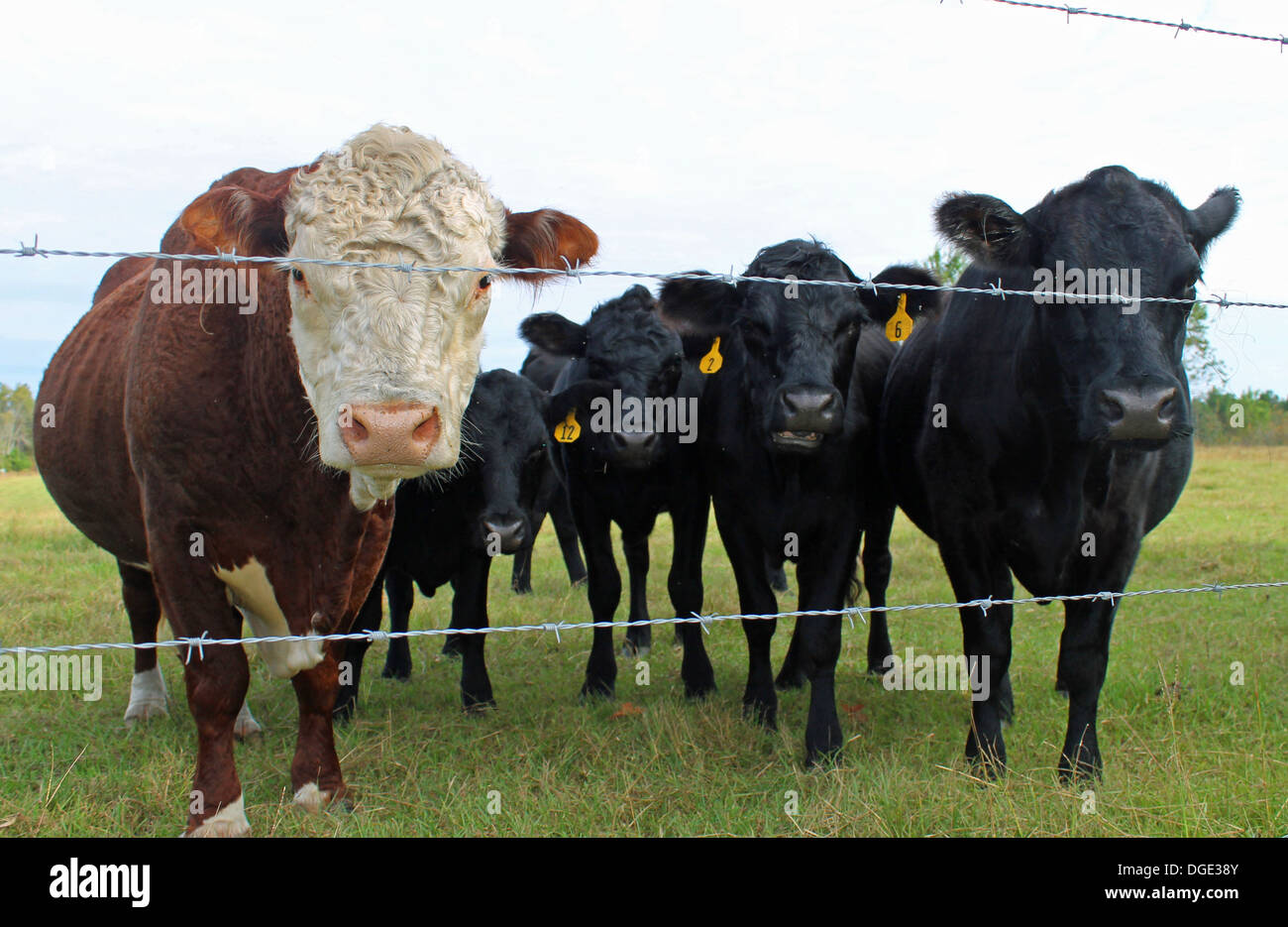 Cows standing at a fence Stock Photo - Alamy