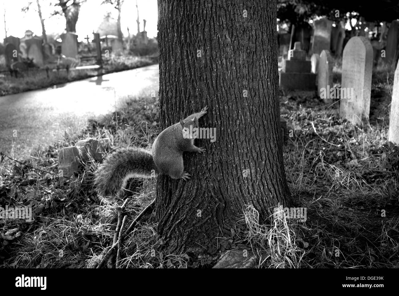 Squirrel in Brompton Road Cemetery, London Stock Photo