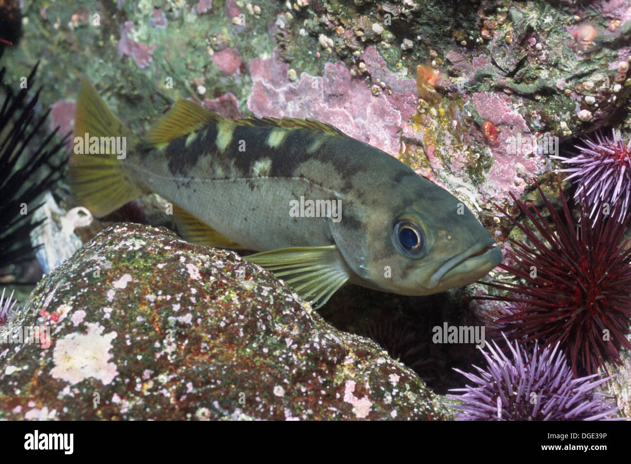 Olive Rockfish withn Sea Urchins.(Sebastes serranoides).Anacaspa Island