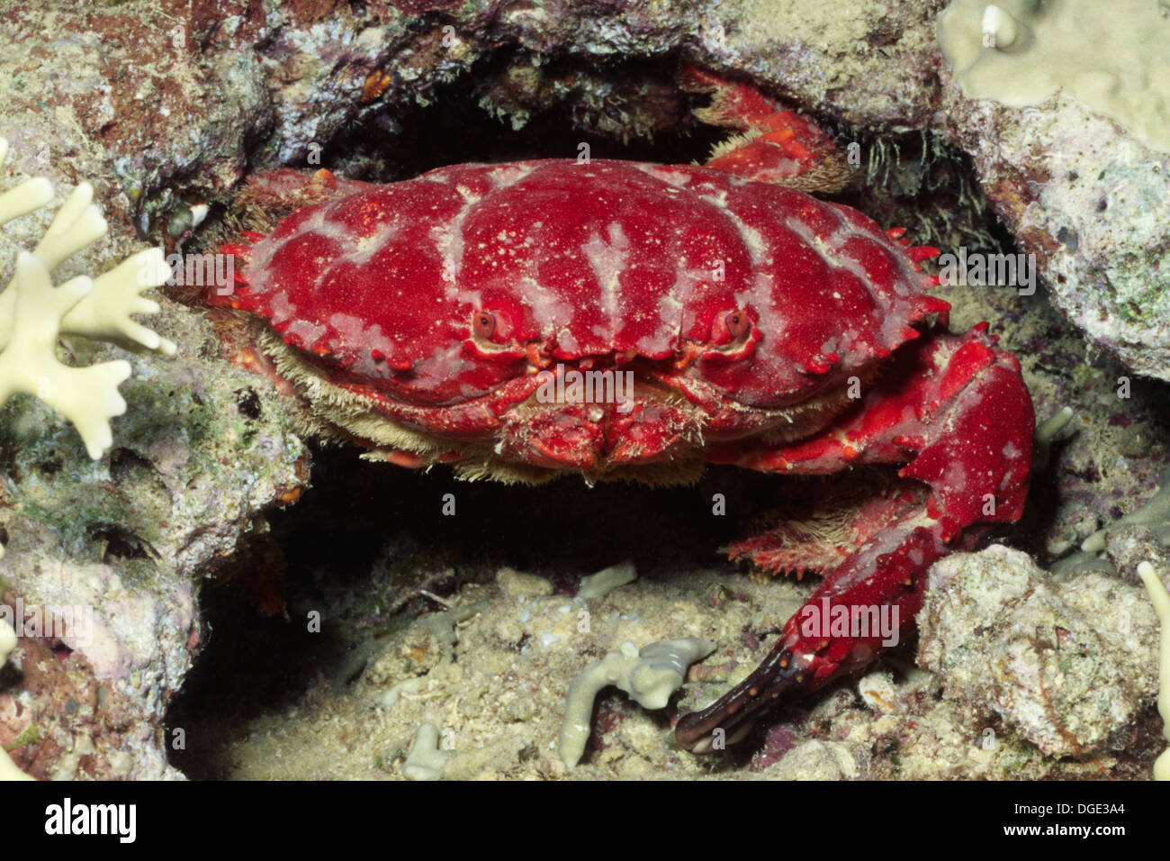Splendid Red Spooner Crab.(Etisus splendidus).Lembeh Straits,Indonesia Stock Photo