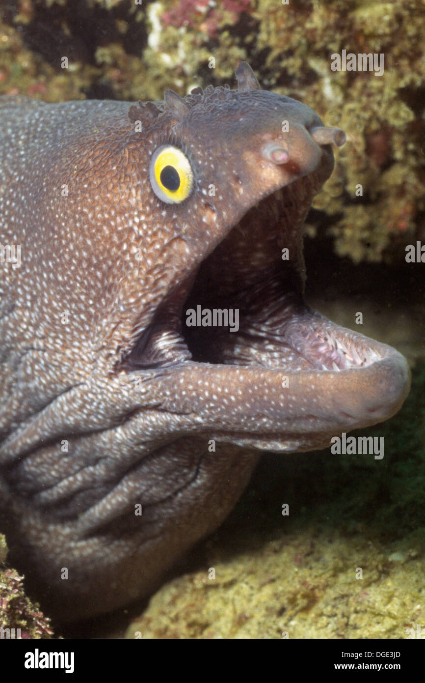 YellowEdged Moray Eel,also called Yellow Margin Moray Eelcloseup