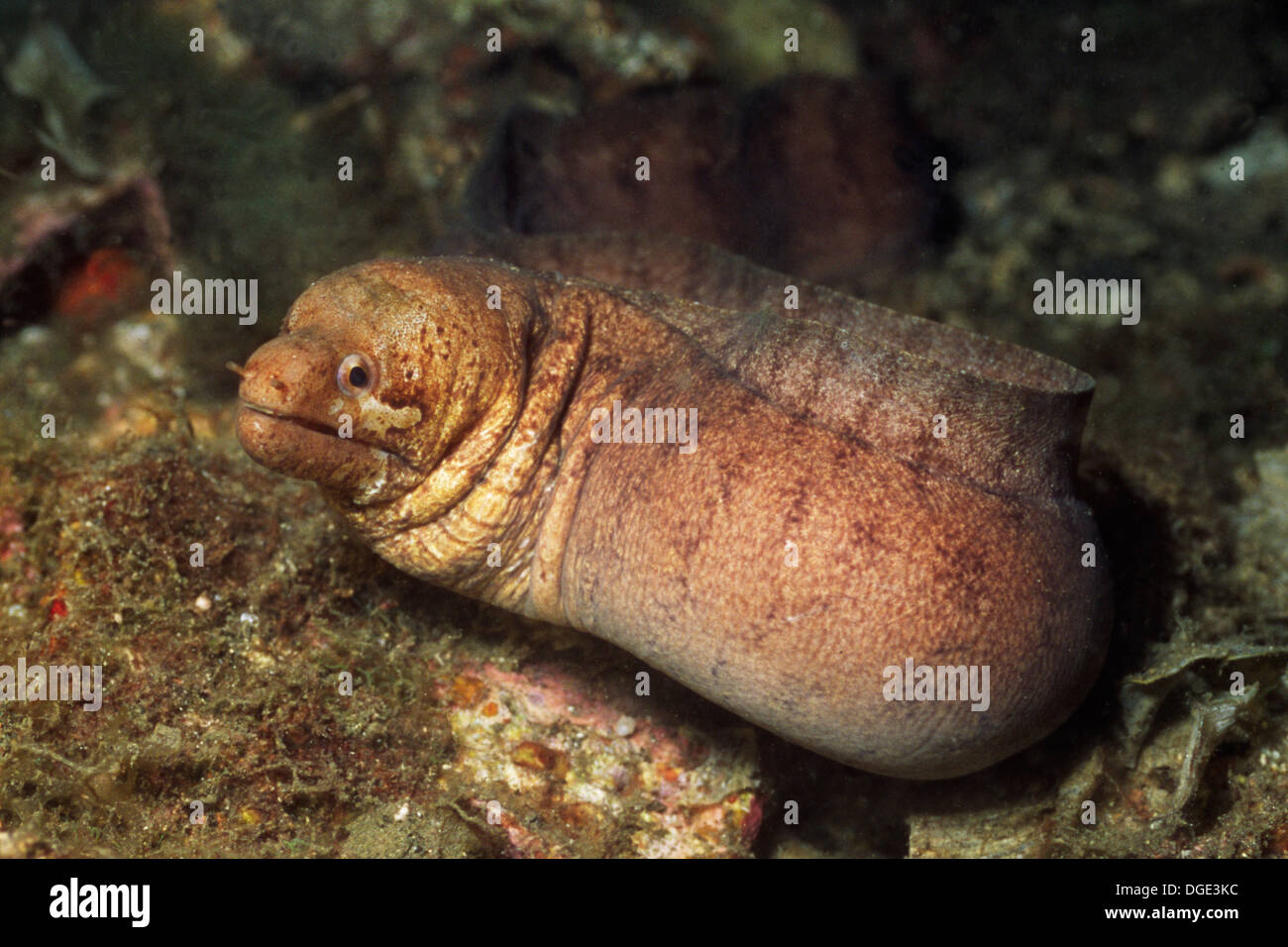 BarredFin Moray Eel.(Gymnothorax zonipectis).Lembeh Straits, Indonesia