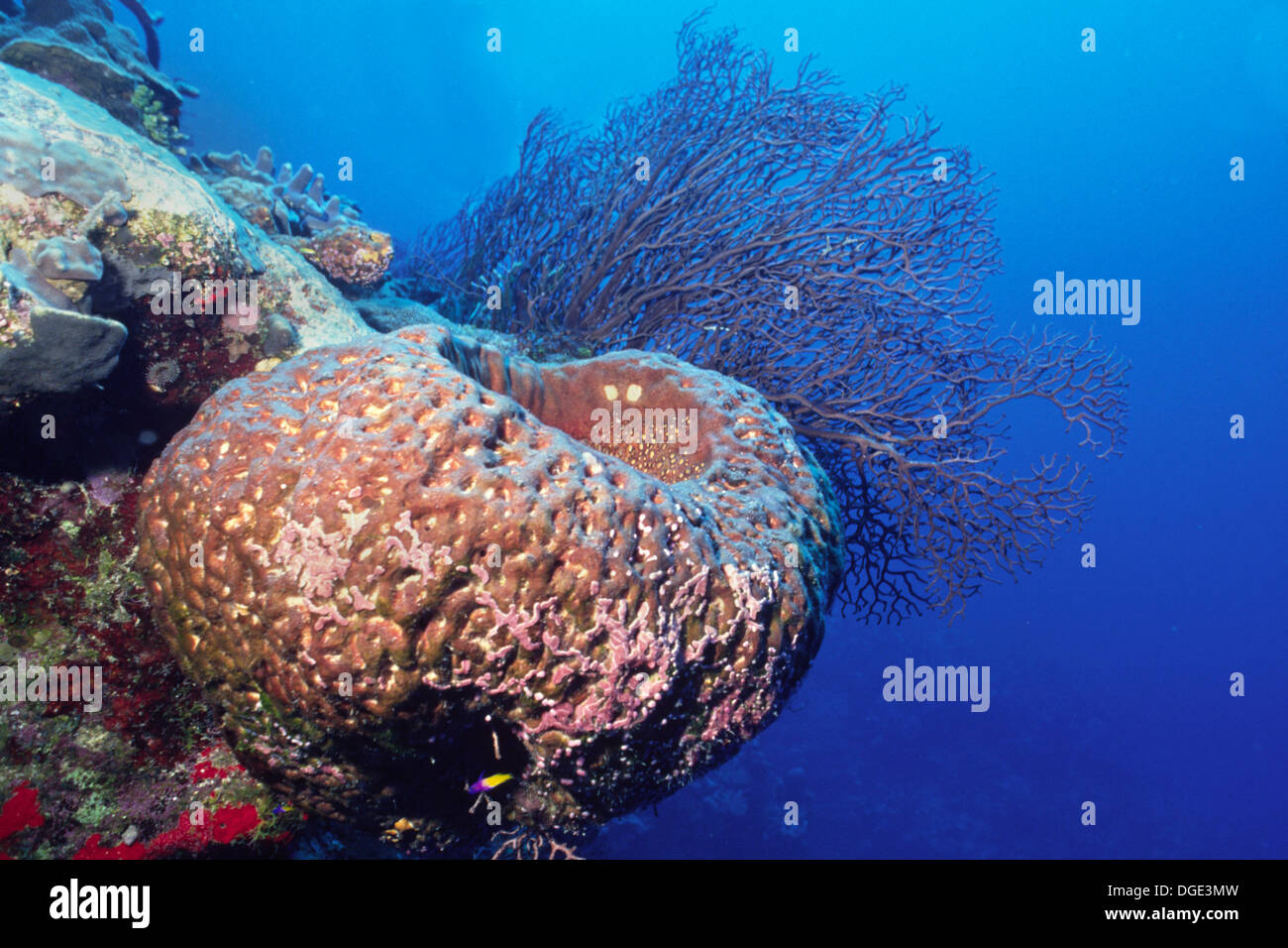 Leathery Barrel Sponge.(Geodia neptuni).Cayman Islands Stock Photo