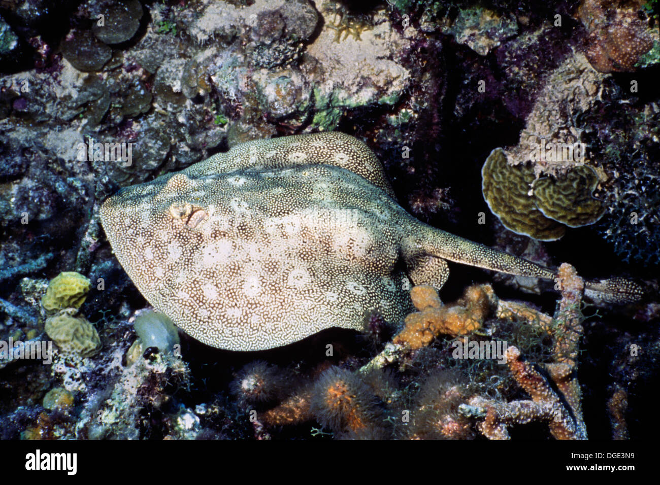 Yellow Stingray.(Urolophus jamaicensis).Cayman Islands Stock Photo - Alamy