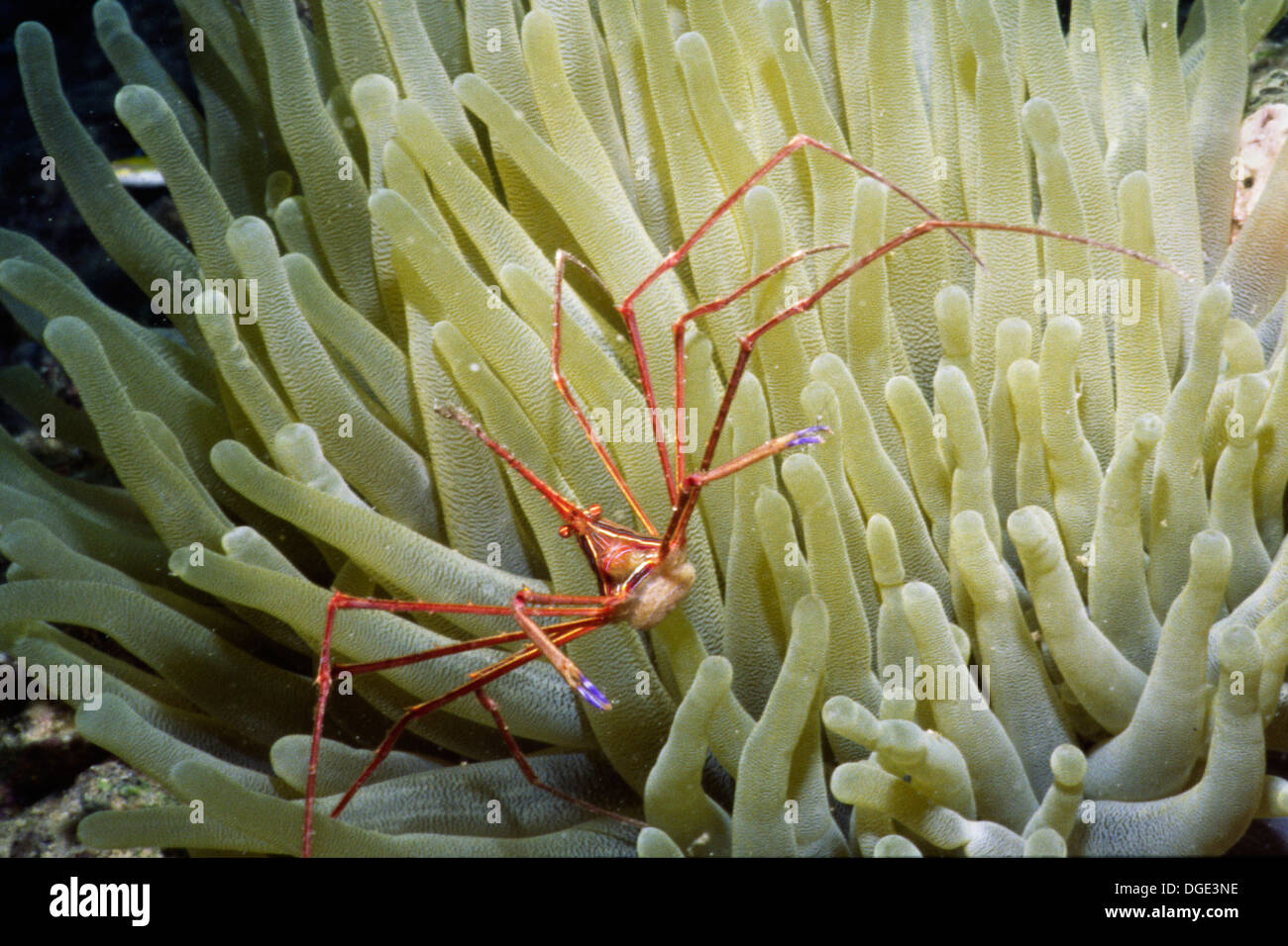 Yellowline Arrow Crab with Sea Anemone.(Stenorhynchus seticornis).Cayman Islands Stock Photo