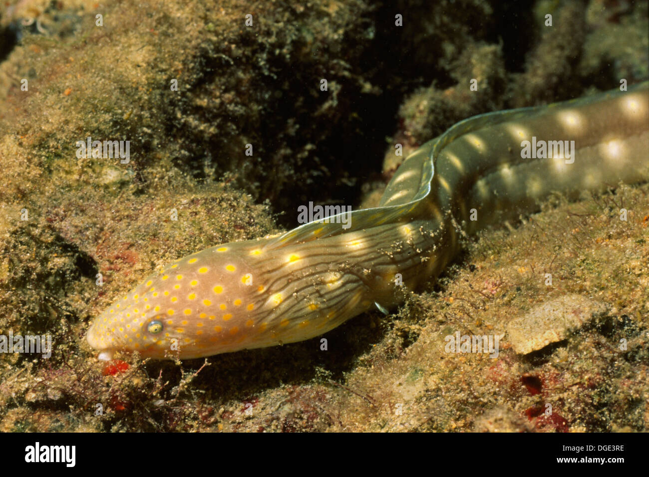 Sharptail Eel.(Myrichthys breviceps).Bonaire Stock Photo