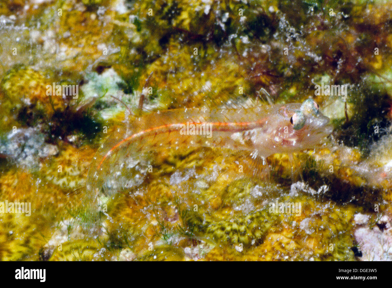 Birdled Goby is transparent showing its spine and bones.(Coryphopterus glaucofraenum).Bonaire Stock Photo