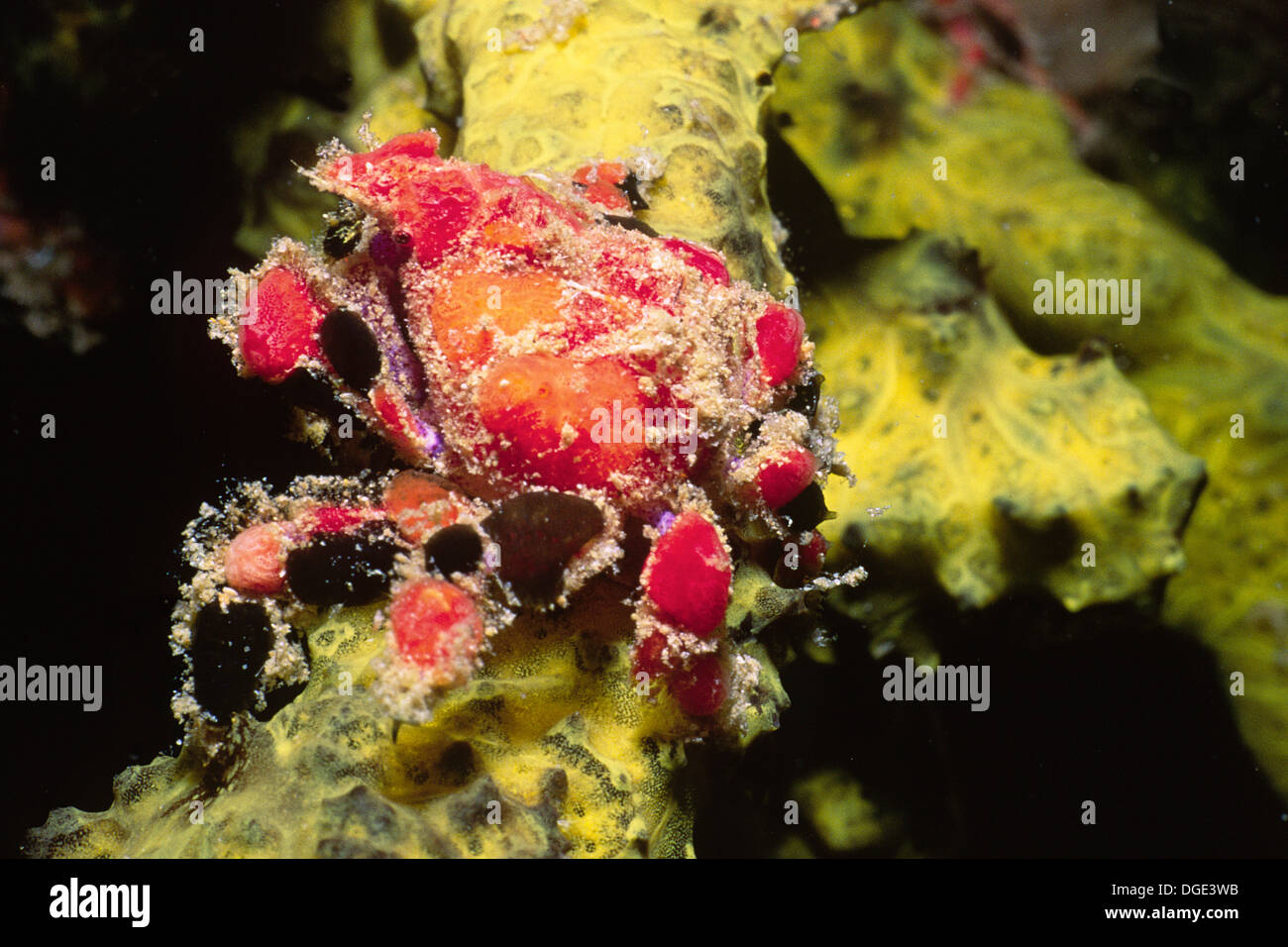 Cryptic Teardrop Crab.(Pelia mutica).Bonaire Stock Photo