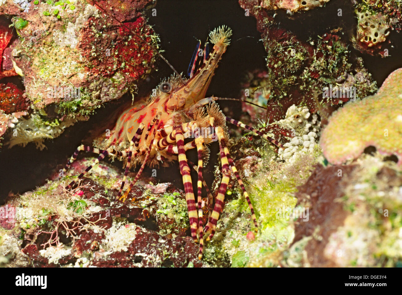 Marbled Shrimp.(Saron sp.).Solomon Islands Stock Photo